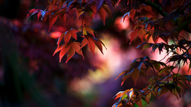 Red leaves fall tree macro free wallpaper for desktop - medium preview image