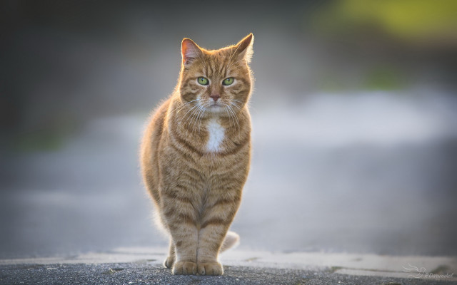 Cat road blurry background green free wallpaper for desktop - medium preview image