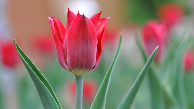 Red flower green stems field free wallpaper for desktop - medium preview image