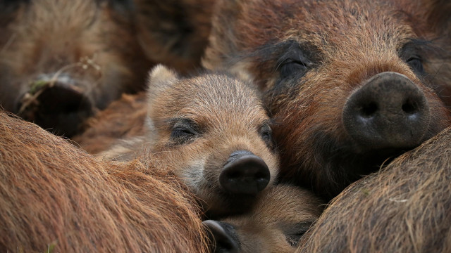 Bears group grass nature portrait free wallpaper for desktop - medium preview image