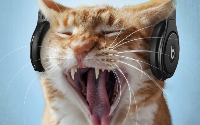 Cat yawning headphones furry photorealistic free wallpaper for desktop - medium preview image