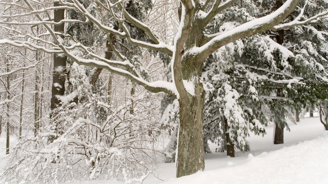 Snow covered forest large tree free wallpaper for desktop - medium preview image