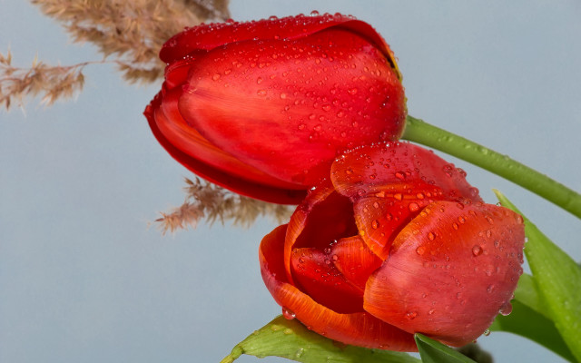 Red flowers water droplets vase free wallpaper for desktop - medium preview image