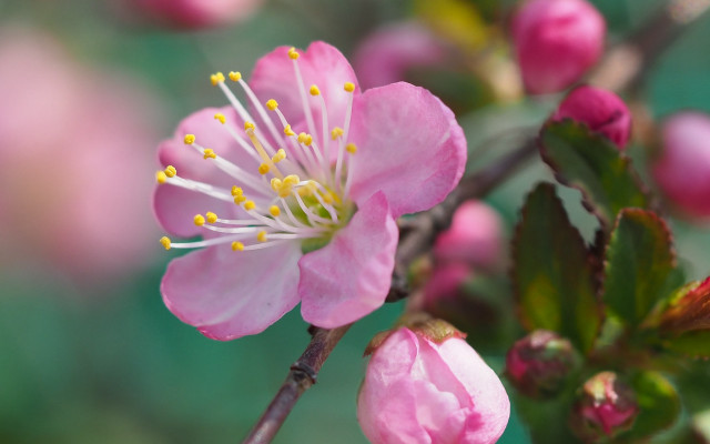 Pink flower branch bokeh macro #2 free wallpaper for desktop - medium preview image