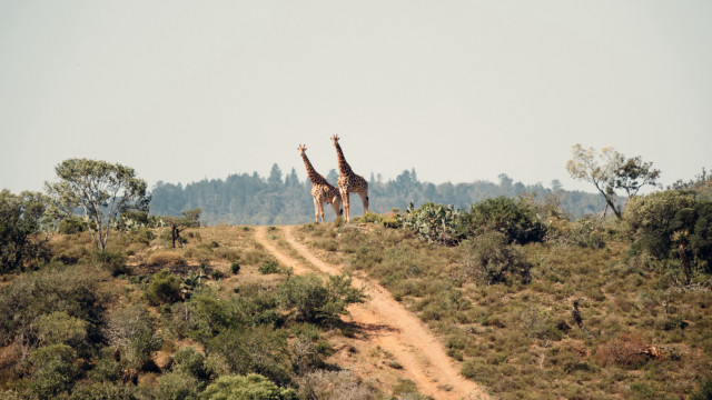 Giraffes dirt road wildlife nature free wallpaper for desktop - medium preview image