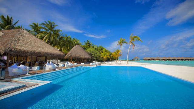 Luxury beach pool palm trees free wallpaper for desktop - medium preview image