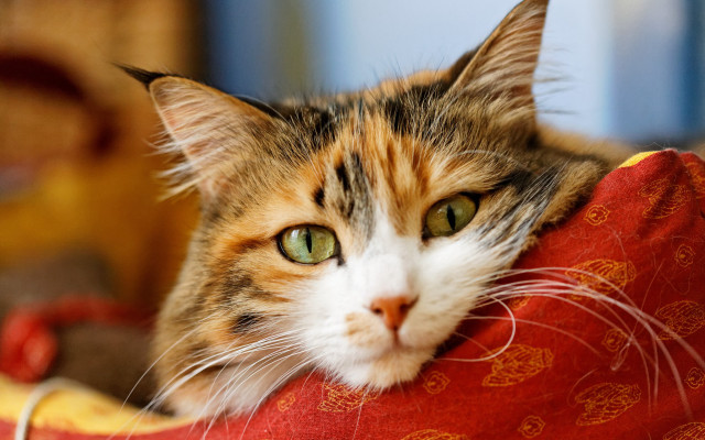Cat redpillow yellowredblanket sf jigsaw free wallpaper for desktop - medium preview image