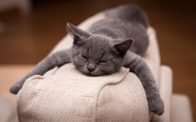 Cat sleeping couch blurry photorealistic free wallpaper for desktop - medium preview image