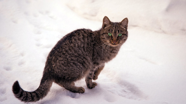 Cat snow sad green eyes free wallpaper for desktop - medium preview image