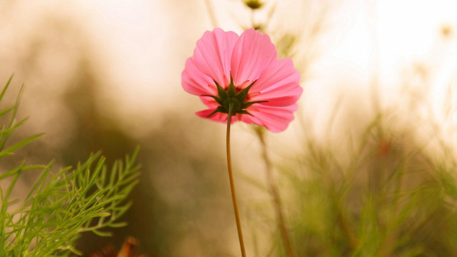 Pink flower field blurry nature free wallpaper for desktop - medium preview image