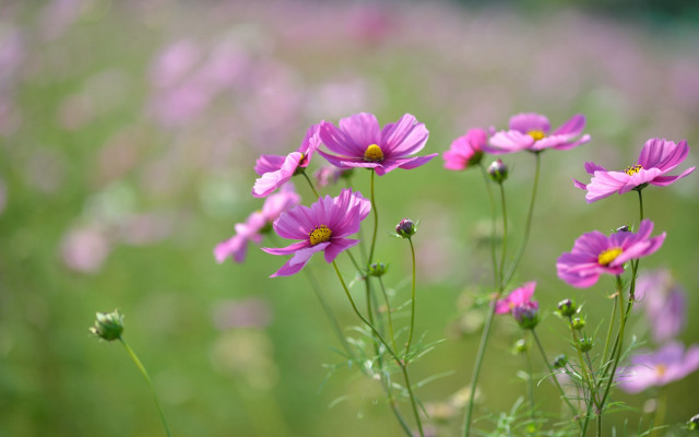 Purple flowers bokeh macro daisy free wallpaper for desktop - medium preview image