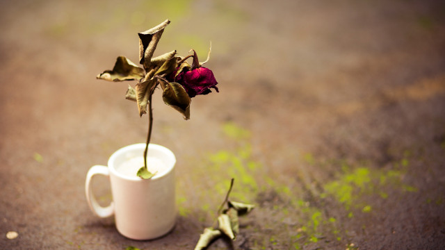 Dead rose white cup decay free wallpaper for desktop - medium preview image