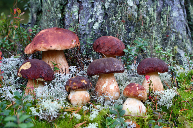 Mushrooms mossy ground forest autumn free wallpaper for desktop - medium preview image