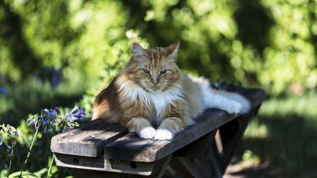 Cat garden flowers bench nature free wallpaper for desktop - medium preview image