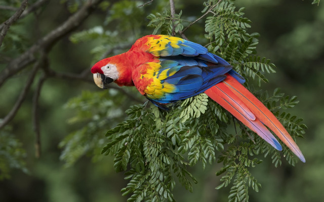 Colorful parrot fauvism puzzle animal free wallpaper for desktop - medium preview image