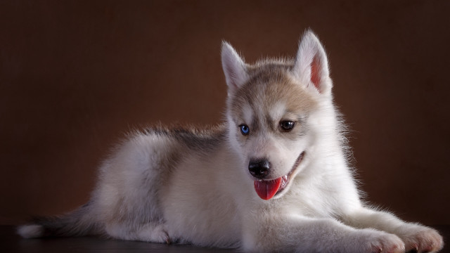 Shiba inu blue eyes dog free wallpaper for desktop - medium preview image