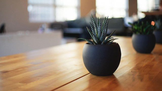 Plants couch table minimalism shallow free wallpaper for desktop - medium preview image