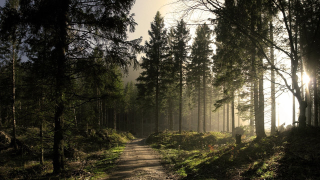 Dirt path forest sunlight fog free wallpaper for desktop - medium preview image