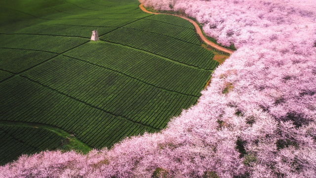Field trees person tiltshift aerial free wallpaper for desktop - medium preview image