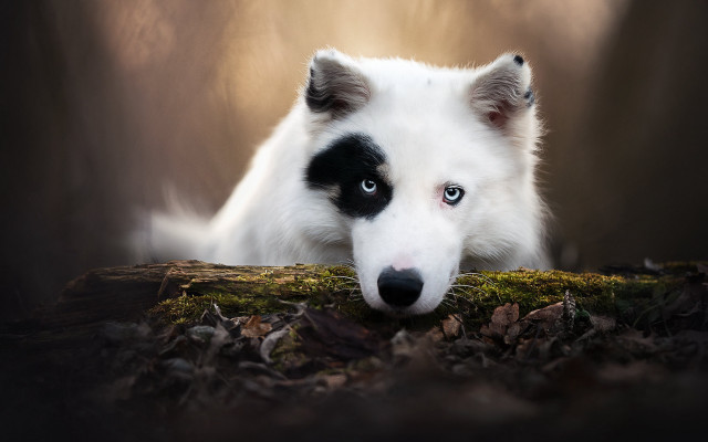 White dog black spots sad #2 free wallpaper for desktop - medium preview image
