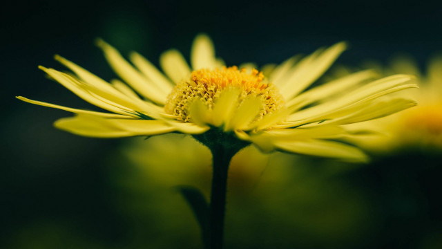 Yellow flower green background blurry #5 free wallpaper for desktop - medium preview image