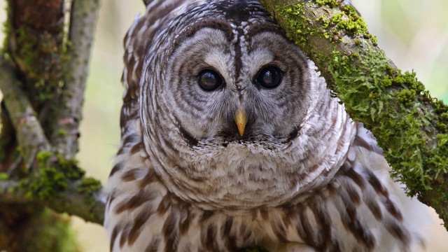 Owl moss face closeup nature free wallpaper for desktop - medium preview image