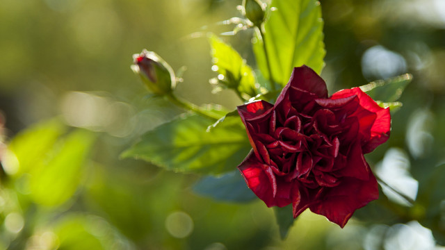 Red flower green leaves rococo #2 free wallpaper for desktop - medium preview image