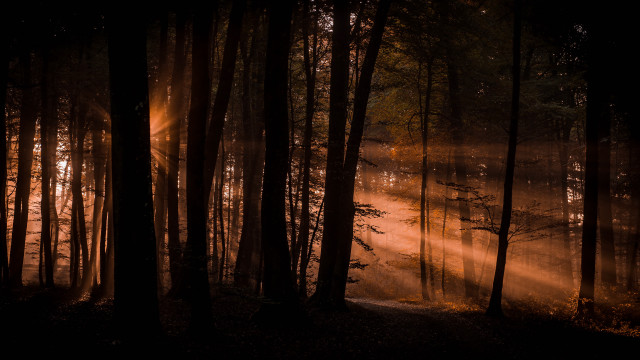 Forest sunbeam trees cityscape light free wallpaper for desktop - medium preview image