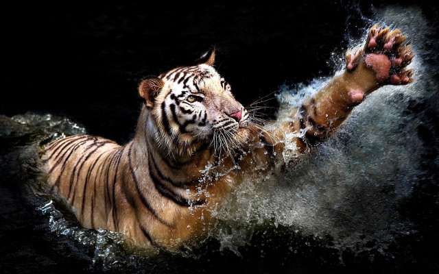 Tiger swimming planet starry sky free wallpaper for desktop - medium preview image