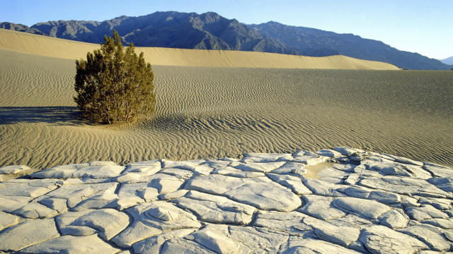 Lone tree desert mountains rock free wallpaper for desktop - medium preview image