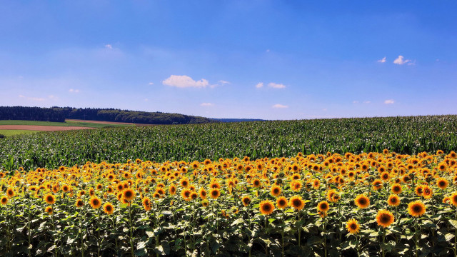 Sunflower field blue sky clouds #9 free wallpaper for desktop - medium preview image