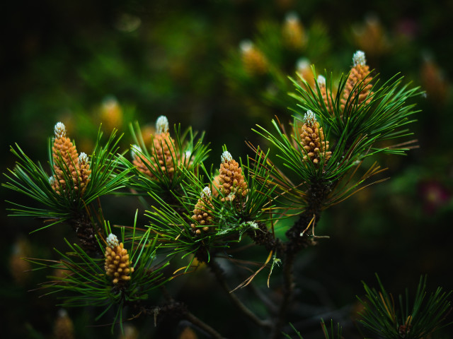 Pine cones closeup shallow depth free wallpaper for desktop - medium preview image