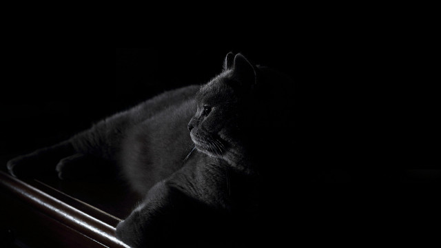 Cat table dark chiaroscuro gothic free wallpaper for desktop - medium preview image