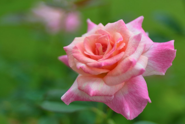 Pink rose bokeh garden macro free wallpaper for desktop - medium preview image