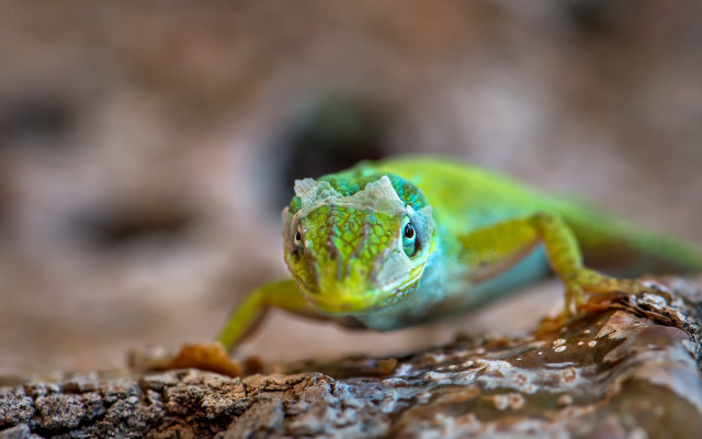 Green lizard rock camera blurry free wallpaper for desktop - medium preview image