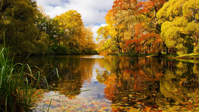 Autumn lake trees leaves sky free wallpaper for desktop - medium preview image
