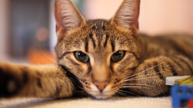 Cat toy car blurry background free wallpaper for desktop - medium preview image