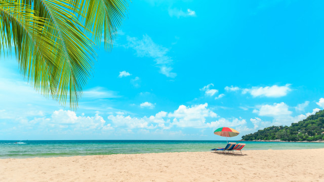 Beach chair umbrella palm tree free wallpaper for desktop - medium preview image