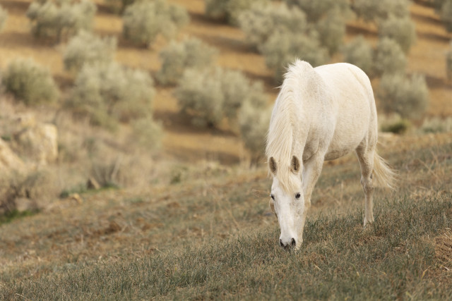 White horse grazing hilly field free wallpaper for desktop - medium preview image