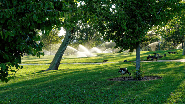 Park green trees birds sprinkle free wallpaper for desktop - medium preview image