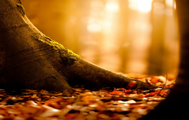 Mossy tree forest autumn fire free wallpaper for desktop - medium preview image