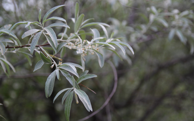Tree leaves buds bokeh macro free wallpaper for desktop - medium preview image