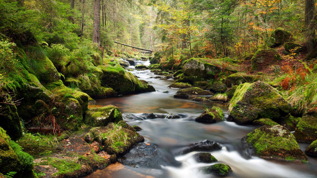 Stream lush forest fallenlog alexanderbrook free wallpaper for desktop - medium preview image