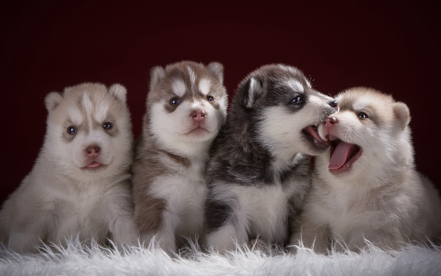Husky puppies renaissance jigsaw animal free wallpaper for desktop - medium preview image
