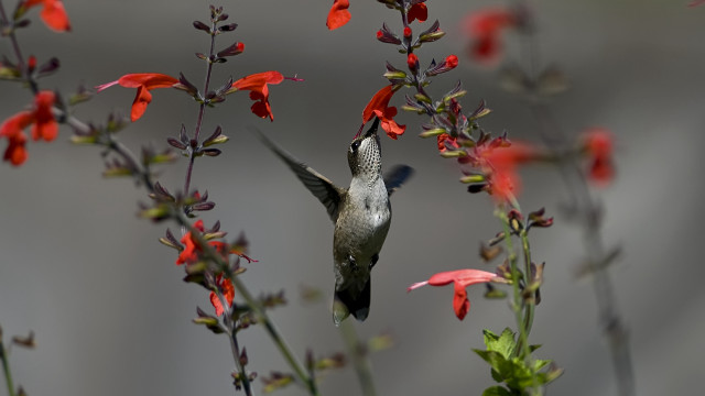 Hummingbird redflowers graybackground nasmyth award free wallpaper for desktop - medium preview image