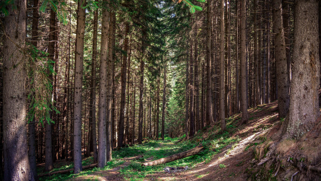 Forest trail matte painting cityscape free wallpaper for desktop - medium preview image