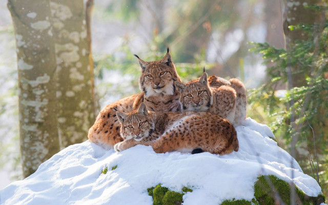 Lynx snowy hill forest waterfall free wallpaper for desktop - medium preview image