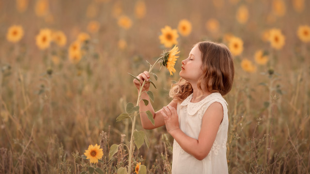 Girl flower sunflower field fall free wallpaper for desktop - medium preview image