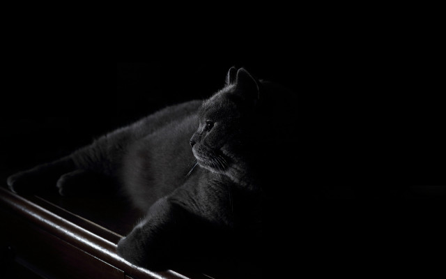 Cat box dark chiaroscuro vanitas free wallpaper for desktop - medium preview image