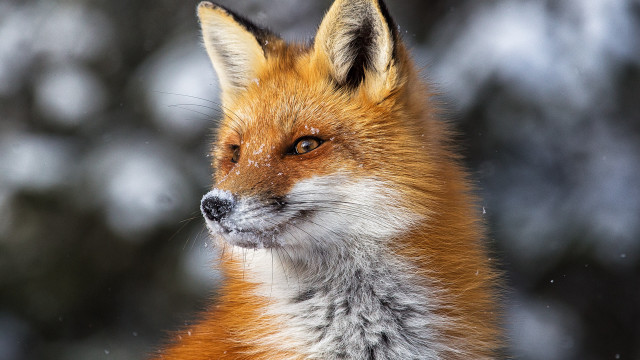 Red fox snowy face looking free wallpaper for desktop - medium preview image